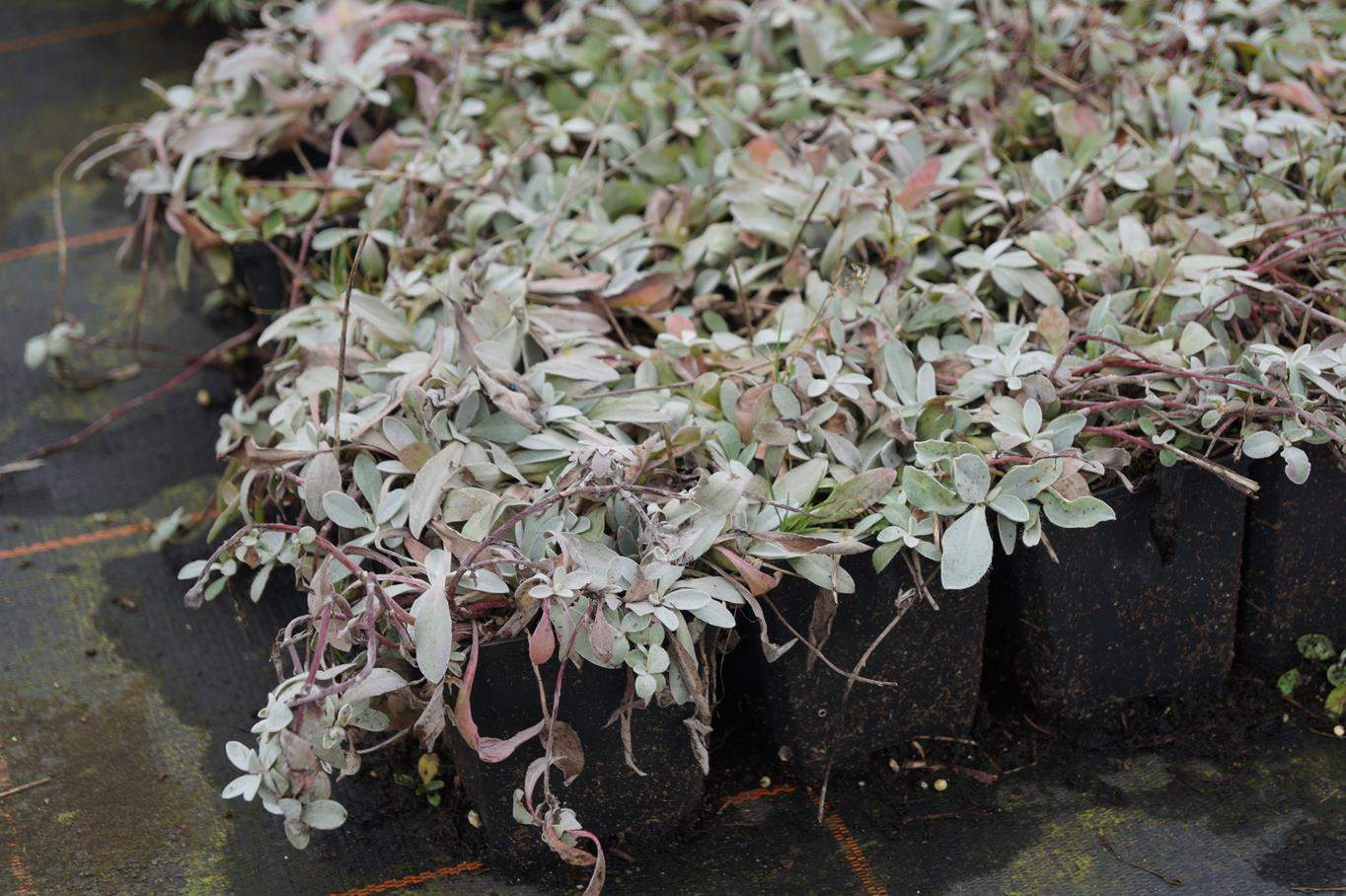 silbrigblattriges garten habichtskraut hieracium pilosella hieracium pilosella niveum7t2YBALTemI8G