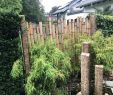 Garten Sichtschutz Bambus Inspirierend Sichtschutz Für Den Garten Aus Bambus Kombiniert Mit