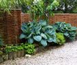 Garten Sichtschutz Pflanzen Genial Kreative Dekoration Für Sichtschutzwand