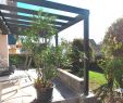 Garten Sichtschutz Pflanzen Inspirierend 30 Reizend Wohnzimmer Pflanze Schön