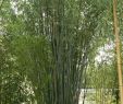 Garten Sichtschutz Pflanzen Schön Bambus Pflanzen Bäume & Sträucher Riesen Pulver Bambus