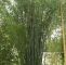 Garten Sichtschutz Pflanzen Schön Bambus Pflanzen Bäume & Sträucher Riesen Pulver Bambus