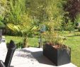 Garten Spalier Inspirierend Pflanzen Als Sichtschutz Terrasse — Temobardz Home Blog