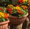 Garten Stiefmütterchen Luxus Diese 16 Pflanzen Sind Ungefährlich Für Deine Katze Watson