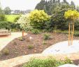 Garten Stromverteiler Inspirierend Winterharte Kübelpflanzen Als Sichtschutz — Temobardz Home Blog