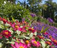 Garten Und Landschaftsbau Hamburg Neu Ein Blumenmeer Auf Der Insel Mainau Im sommer Am Bodensee