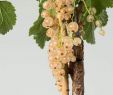 Garten Versailles Inspirierend Weiße Johannisbeere Weiße Versailler • Ribes Sativum Weiße Versailler