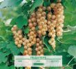 Garten Versailles Schön Weiße Johannisbeere Weiße Versailler Ribes Rubrum Sativa Weiße Versailler