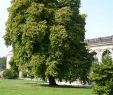 Garten Von Ehren Luxus Baum Hasel • Corylus Colurna