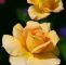 Garten Von Monet Elegant Pin Von Yellow Birn Auf Gelb