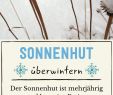 Garten Winter Neu sonnenhut Experten Tipps Zum Anpflanzen Schneiden