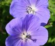 Garten Zu Verschenken Elegant Geranium X Pratense Brookside