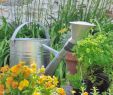 Gießkanne Garten Luxus Wässern Praktische Gießtipps Für Den Garten [living at