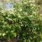 Giftige Pflanzen Im Garten Das Beste Von Vielblütige Lavendelheide Pieris Floribunda