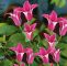 Giftige Pflanzen Im Garten Luxus Tulpen Clematis Princess Diana