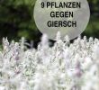 Giftige Pflanzen Im Garten Schön Giersch Bekämpfen Garten