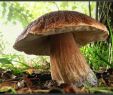 Giftige Pilze Im Garten Das Beste Von Pilze