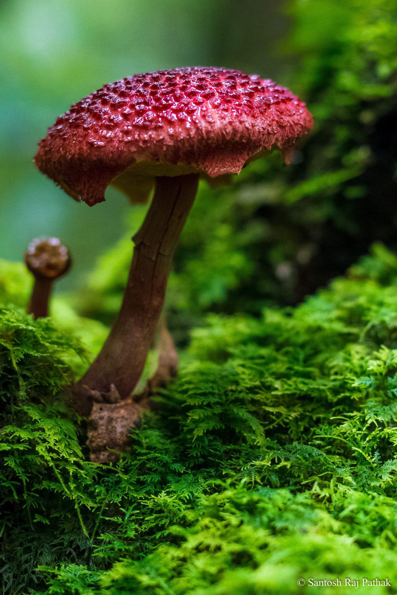 Giftige Pilze Im Garten Einzigartig A Beautiful Variety Of Bolete Mushroom Not An Amanita as