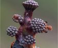 Giftige Pilze Im Garten Einzigartig Die 200 Besten Bilder Von Flora Fungi