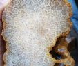 Giftige Pilze Im Garten Elegant Pin Na Minerals