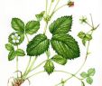 Giftige Pilze Im Garten Elegant Wild Strawberry Botanical Illustration Step by Step by