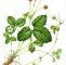Giftige Pilze Im Garten Elegant Wild Strawberry Botanical Illustration Step by Step by