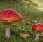 Giftige Pilze Im Garten Inspirierend Die 210 Besten Bilder Von Blumen Pflanzen Pilze
