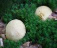 Giftige Pilze Im Garten Luxus Der Dickschalige Kartoffelbovist Pilze Blog