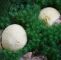 Giftige Pilze Im Garten Luxus Der Dickschalige Kartoffelbovist Pilze Blog