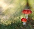 Giftige Pilze Im Garten Luxus Red Mushroom Wallpaper Google Search
