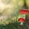Giftige Pilze Im Garten Luxus Red Mushroom Wallpaper Google Search