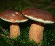 Giftige Pilze Im Garten Neu Pilze