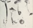 Giftige Pilze Im Garten Schön 1 4l Stockfotos & 1 4l Bilder Alamy