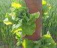 Gutschein Garten Inspirierend Salattürmchen – Erfolg Und Misserfolg Garten