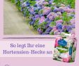 Hecke Garten Inspirierend Hortensien Als Hecke Pflanzen Wünscht Man Sich Eine