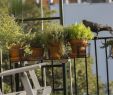Herbstbepflanzung Für Kübel Und Balkon Garten Elegant Herbstbepflanzung Für Kübel Und Balkon Garten Ideen