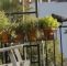 Herbstbepflanzung Für Kübel Und Balkon Garten Elegant Herbstbepflanzung Für Kübel Und Balkon Garten Ideen