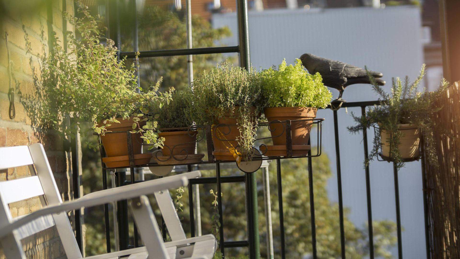 herbstbepflanzung fur kubel und balkon garten ideen herbstbluher und blumen fur beet und balkon pflanzen breuer