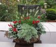Herbstbepflanzung Für Kübel Und Balkon Garten Elegant Plaudereien über Zimmerpflanzen Und andere Schöne Dinge