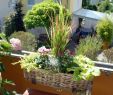 Herbstbepflanzung Für Kübel Und Balkon Garten Frisch Ein Pflanztipp Für Den Balkon Im Herbst Haus & Garten