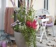 Herbstbepflanzung Für Kübel Und Balkon Garten Frisch Romantische Pflanzideen Für Balkon Und Terrasse Im Herbst
