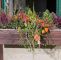Herbstbepflanzung Für Kübel Und Balkon Garten Genial Herbstbepflanzung Für Kübel Und Balkon Garten Ideen