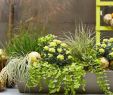 Herbstbepflanzung Für Kübel Und Balkon Garten Inspirierend Herbstbepflanzung Für Kübel Und Balkon Garten Ideen
