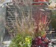 Herbstbepflanzung Für Kübel Und Balkon Garten Neu Kübelbepflanzungen Mit Ziergräsern Und Blütenpflanzen