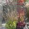 Herbstbepflanzung Für Kübel Und Balkon Garten Neu Kübelbepflanzungen Mit Ziergräsern Und Blütenpflanzen