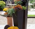 Herbstbepflanzung Für Kübel Und Balkon Garten Reizend Herbstzauber Für Garten Und Balkon Das Grüne Me Nhaus