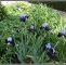 Herbstblumen Garten Winterhart Elegant Iris Jessicas Taglilien Garten