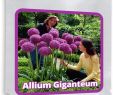 Herbstblumen Garten Winterhart Genial Riesen Zierlauch Allium Giganteum 30 Samen Pack Winterharte Zierpflanze Für Den Garten Mehrjährig