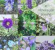 Herbstblumen Garten Winterhart Inspirierend 9 & Mehr Blaue Stauden – Blaues Wunder Im Garten Auf 850 Hm