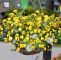 Herbstblumen Garten Winterhart Inspirierend Clematis Schling & Kletterpflanzen
